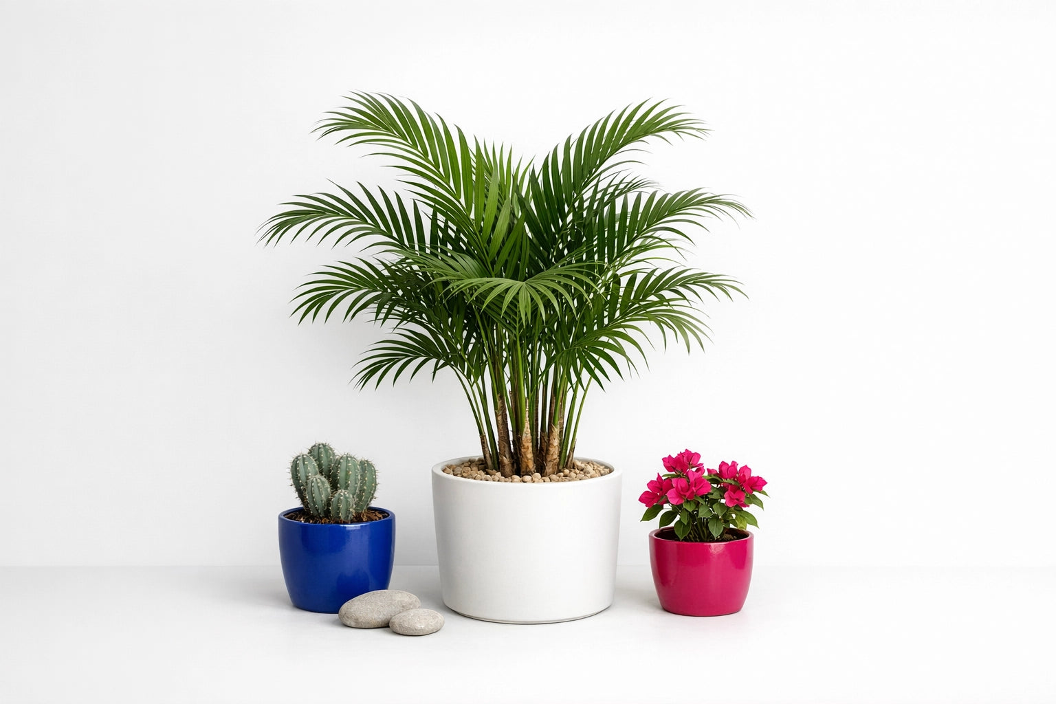 Palme