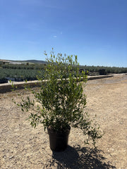 PHILLYREA ANGUSTIFOLIA CESP.24
