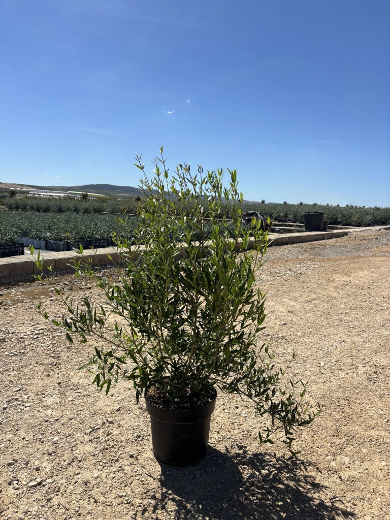 PHILLYREA ANGUSTIFOLIA CESP.24