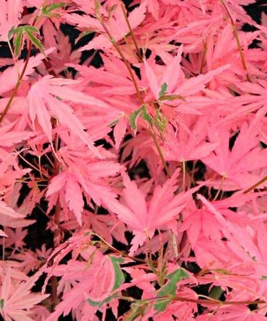 Pianta Acero Jewel Taylor, H50cm vaso 15cm
