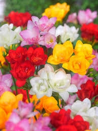 Bulbi di Fresia Singola Assortito 5+ – Fiori profumati e vivaci