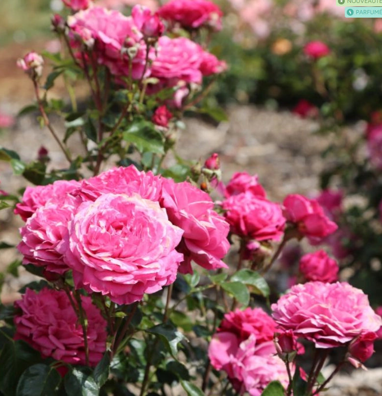 Rosa a cespuglio ALEXANDRE ASTIER ®