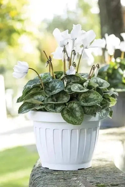 Vaso terra bianco diverse misure