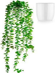 Pianta artificiale di eucalipto (60 cm) in vaso ceramico bianco