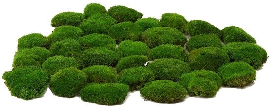 Kit di decorazione per muro con piante artificiali decorate - Palo di muschio - Kit DIY naturale verde - Decorazione per interni - Facile da mantenere - Decorazione con muschio