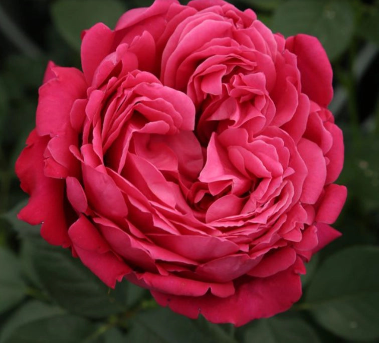 Rosa a cespuglio ALEXANDRE ASTIER ®