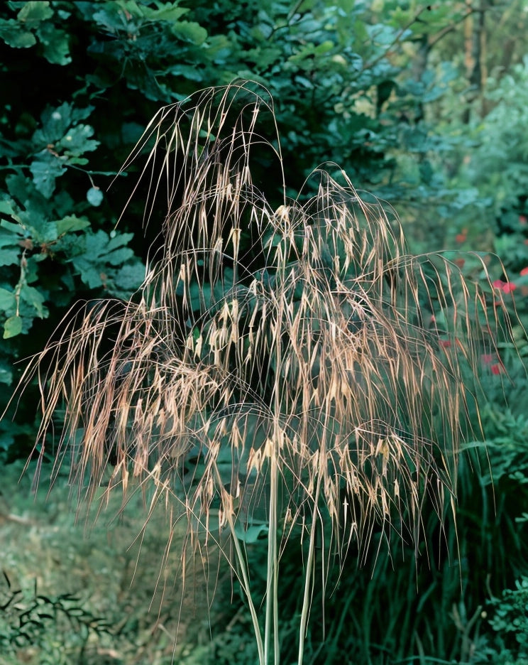 Gardenaria Stipa gigantea - Graminacea ornamentale da esterno Altezza: 40 cm (vaso 17)