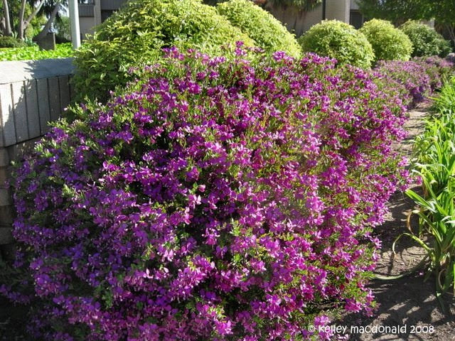 Pianta di Polygala Myrtifolia vaso 22cm
