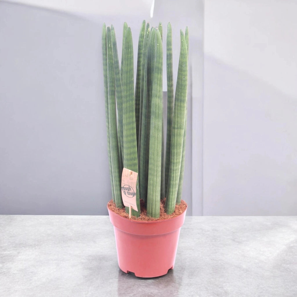 Gardenaria Sansevieria cylindrica 'Straight' - Pianta da interno ornamentale Altezza: 35 cm (vaso 12)