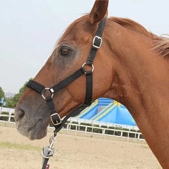 Halster per Cavallo Adattabile - Supporto per Testa del Cavallo - Controllo di Cuscino morbido - Alta Densità 5 mm Cinghia Singola - Adatto per Altezza del Dorso 1.45-1.85m - 100% Nuovo