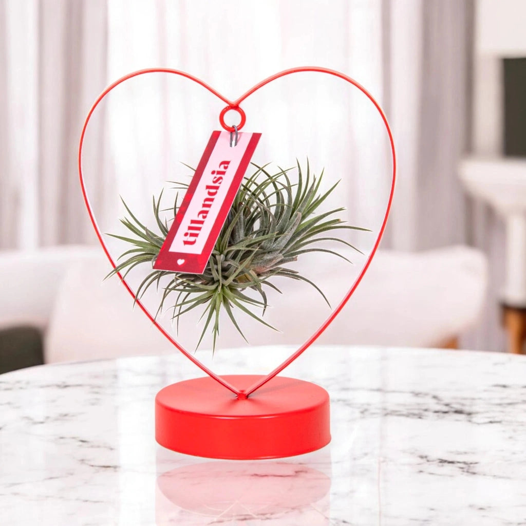 Gardenaria Tillandsia 'Heart' - Pianta da interno ornamentale Altezza: 23 cm (vaso 10)