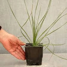 Dasylirion wheeleri – Pianta ornamentale resistente