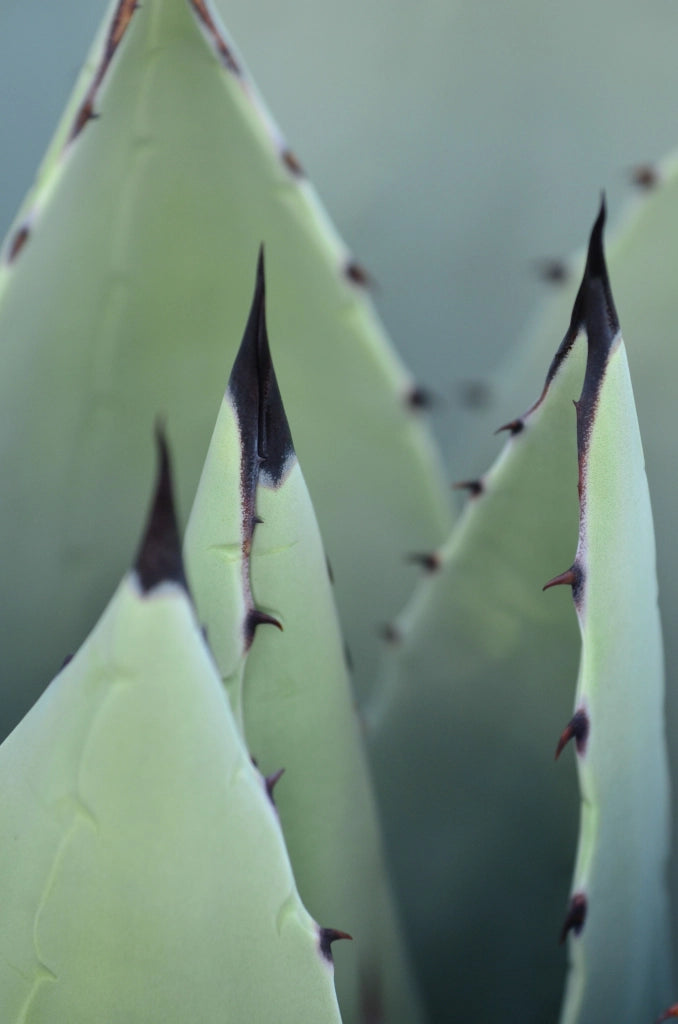 AGAVE AMERICANA VASO 70 Lt.100