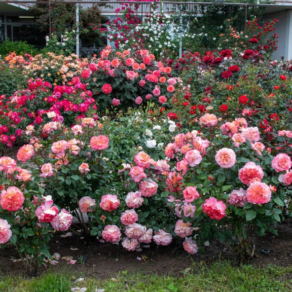 Pianta Rosa Augusta Luise, foto reali