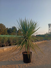 CORDYLINE AUSTRALIS VASO 40