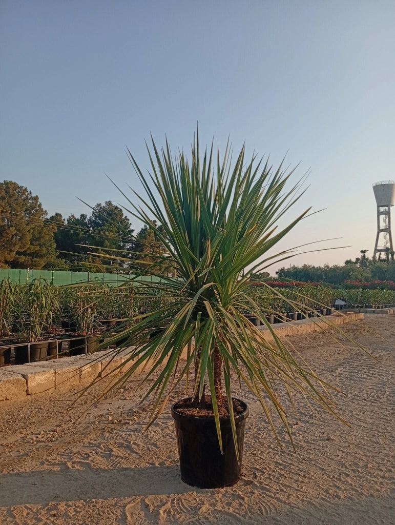 CORDYLINE AUSTRALIS VASO 40