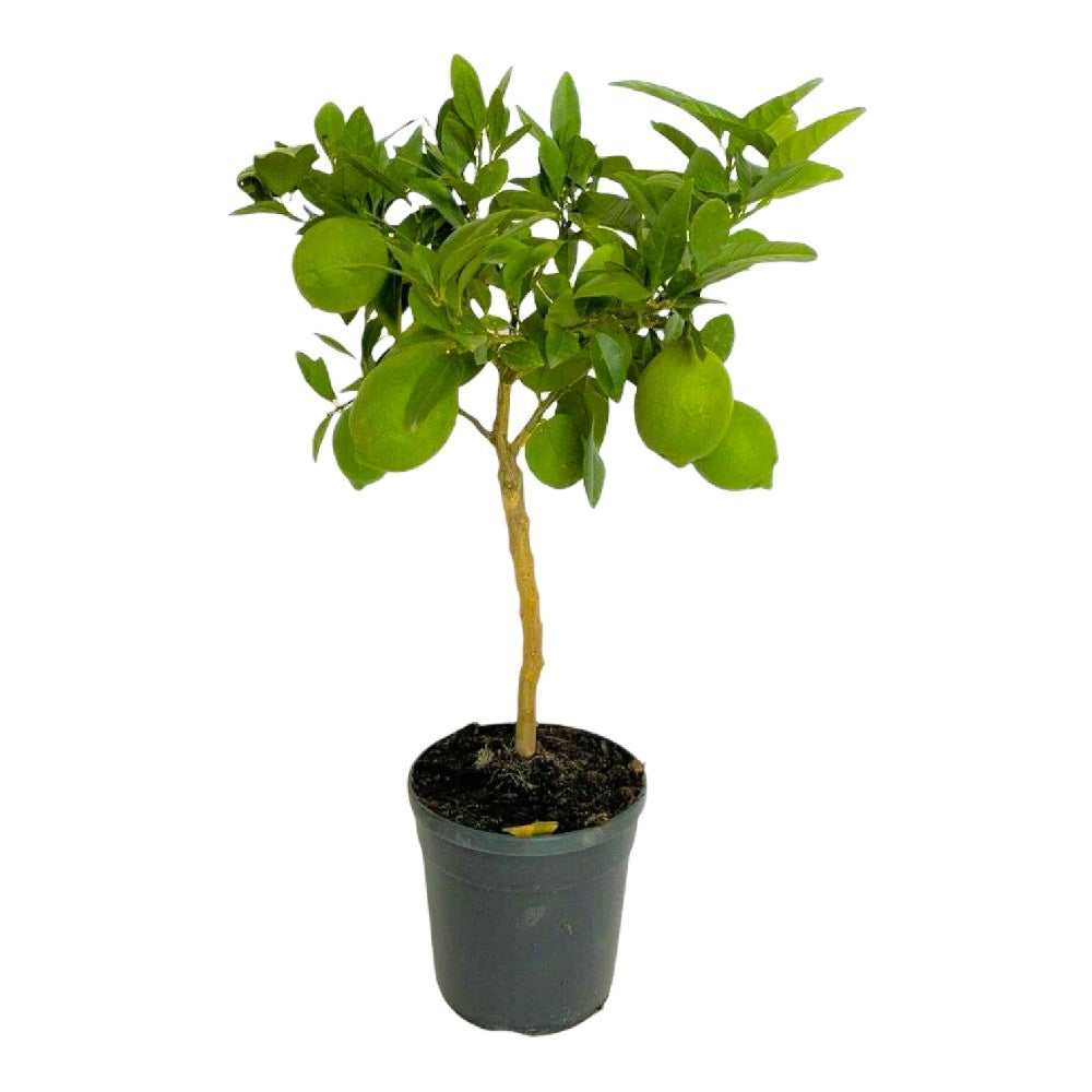 PIANTA ALBERO DI LIMONE ROSSO VASO 20 CM agrumi di sicilia h 60/80 cm FOTO REALE