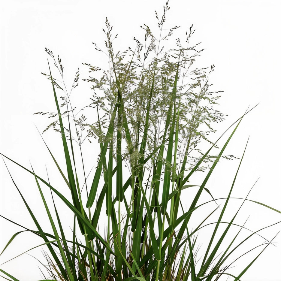 Gardenaria Panicum virgatum 'Northwind' - Graminacea ornamentale da esterno Altezza: 40 cm (vaso 17)