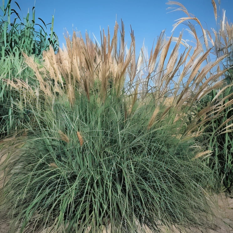 Gardenaria Miscanthus sinensis 'Yakushima Dwarf' - Graminacea ornamentale da esterno Altezza: 120 cm (vaso 24)