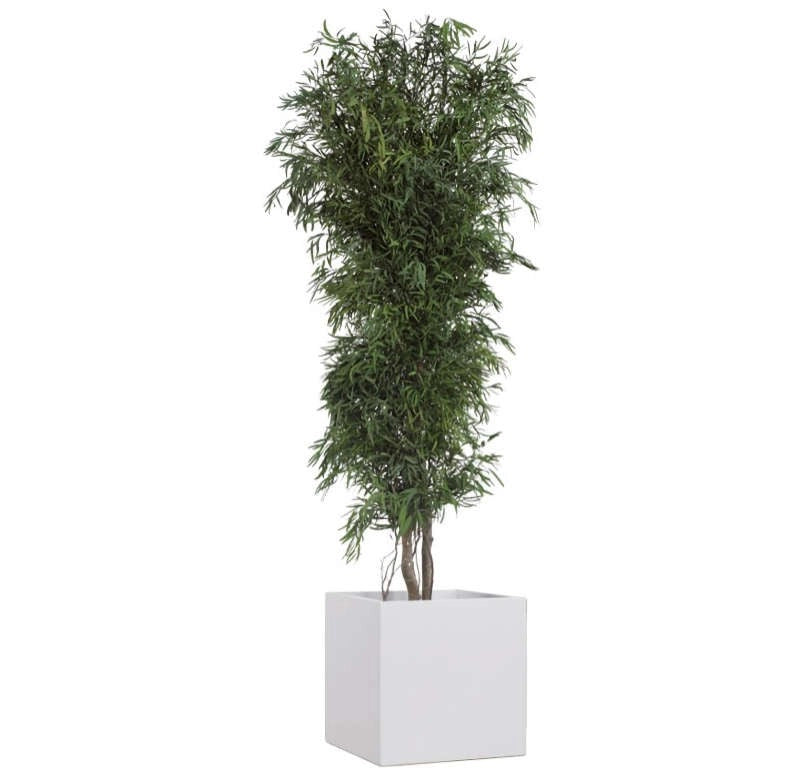 Albero Nicoly stabilizzato h 130