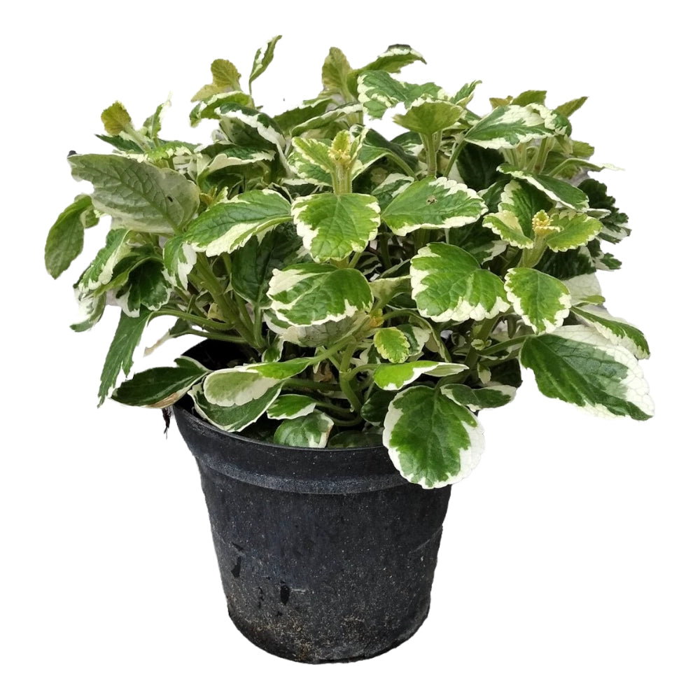 Pianta di INCENSO AROMA piante aromatiche in vaso 14 cm FOTO REALE
