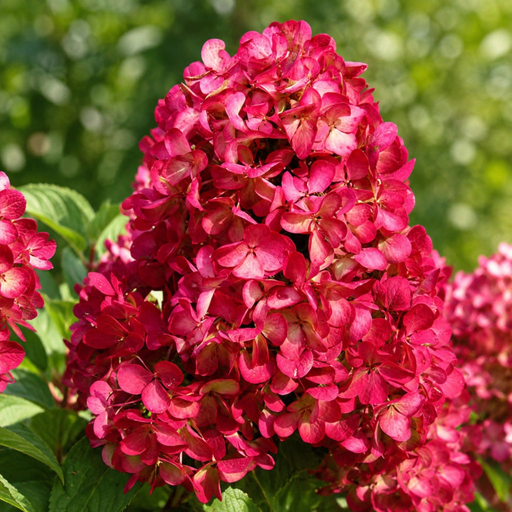 Gardenaria Ortensia - Hydrangea Paniculata 'Diamant Rouge' - Pianta acidofila ornamentale da esterno Altezza: 40/50 cm (vaso19)