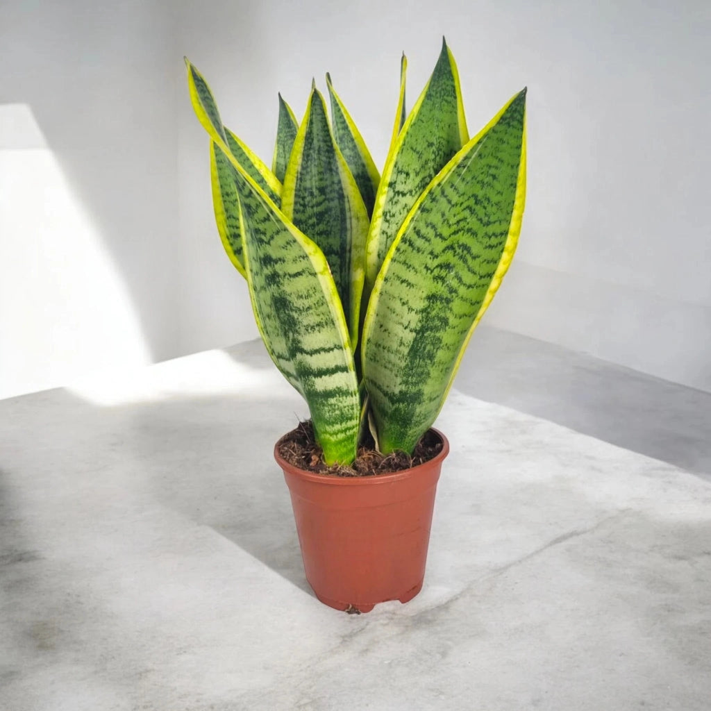 Gardenaria Sansevieria trifasciata 'Futura Superba' - Pianta da interno ornamentale Altezza: 60 cm (vaso 17)