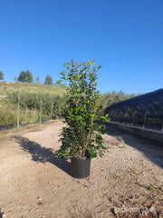 OSMANTHUS AQUIFOLIUM CESP.30