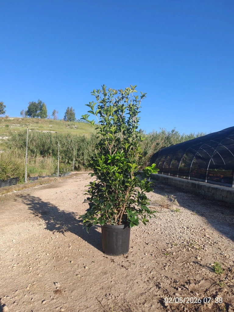 OSMANTHUS AQUIFOLIUM CESP.30