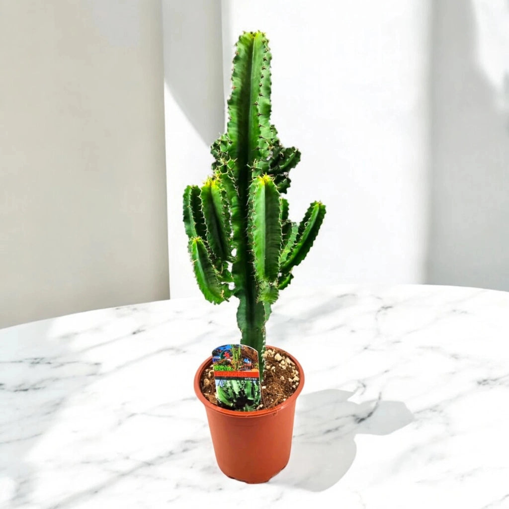 Gardenaria Euphorbia ingens - Pianta da interno ornamentale Altezza: 80 cm (vaso 17)