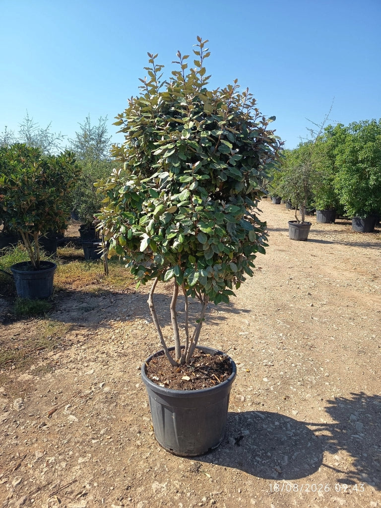 ELEAGNUS EBBINGEI COMPACTA MULTITRONCO 60