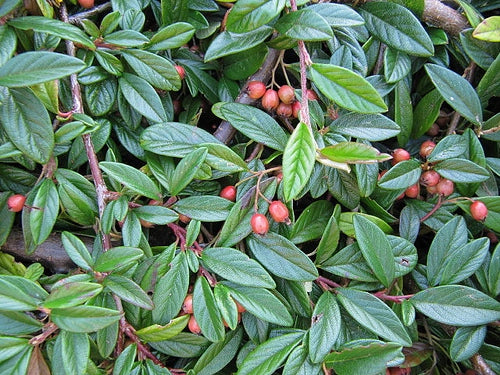 pianta di cotoneaster salicifolia repens