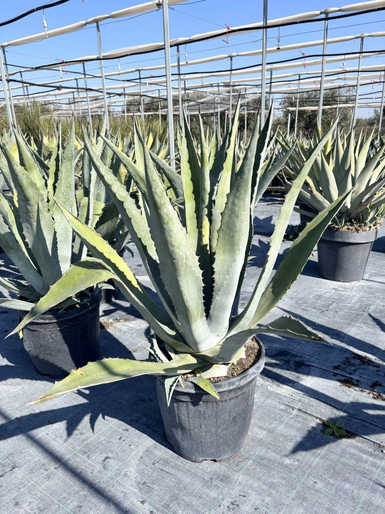 AGAVE AMERICANA VASO 40