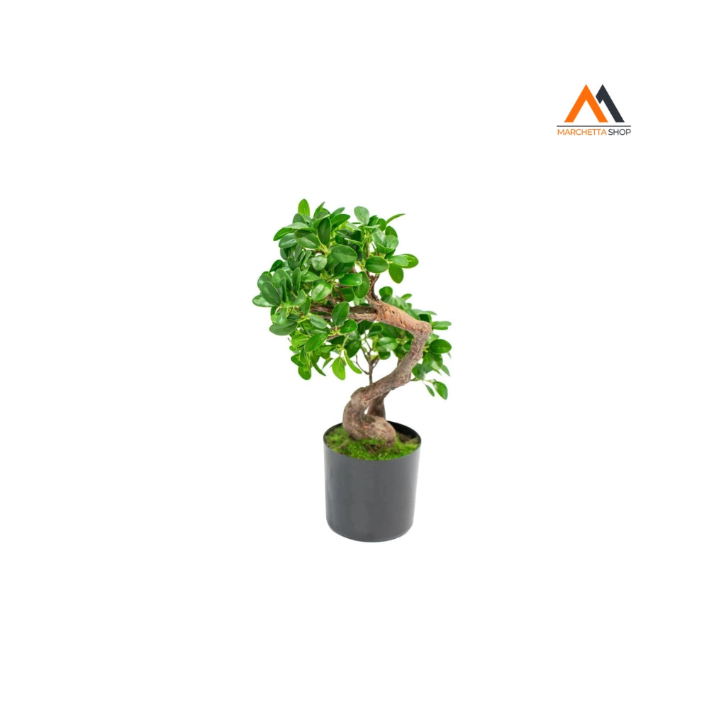 BONSAI BANYAN IN VASO H45 CM