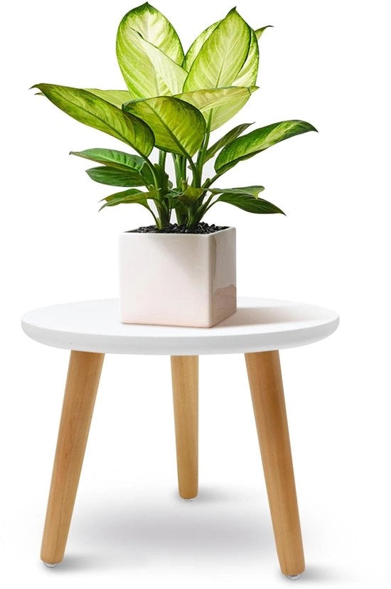 Supporto per piante in legno - Base rotonda per vaso - 3 gambe - Per interni/esterni - 22 x 28 cm - Bianco