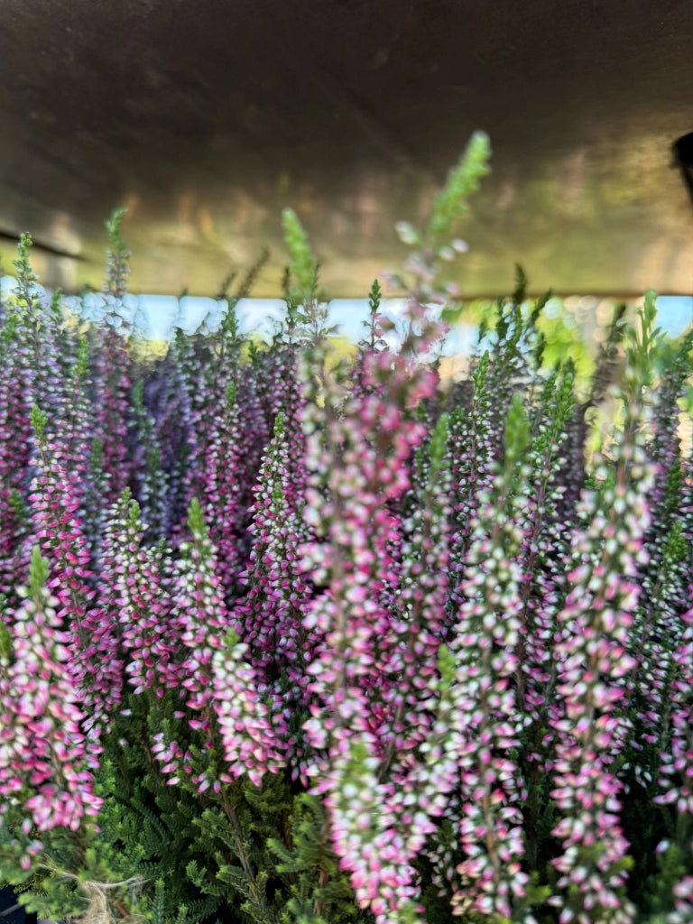 pianta Calluna vulgaris (erica selvatica)