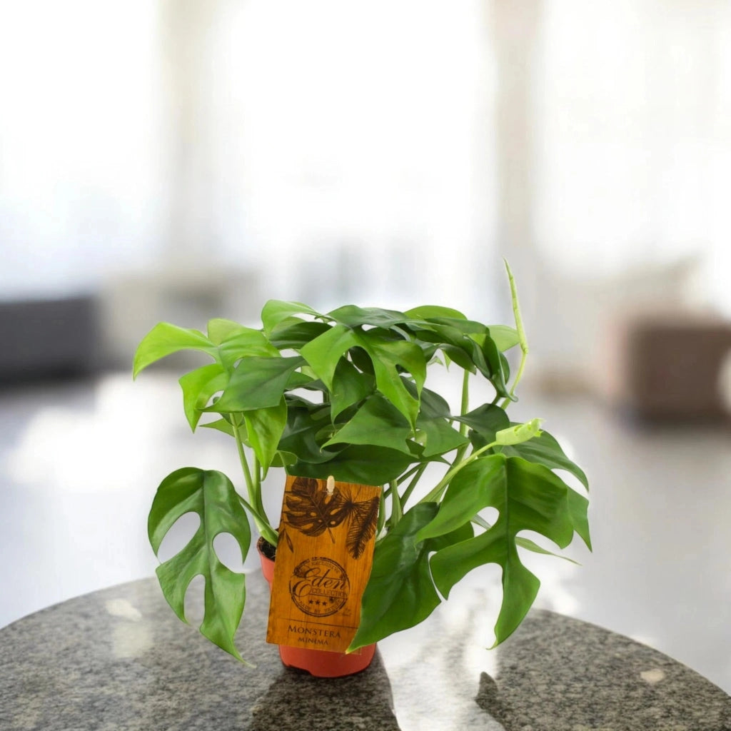 Gardenaria Monstera Minima - Rhaphidophora tetrasperma - Pianta da interno ornamentale Altezza: 40 cm (vaso 15)
