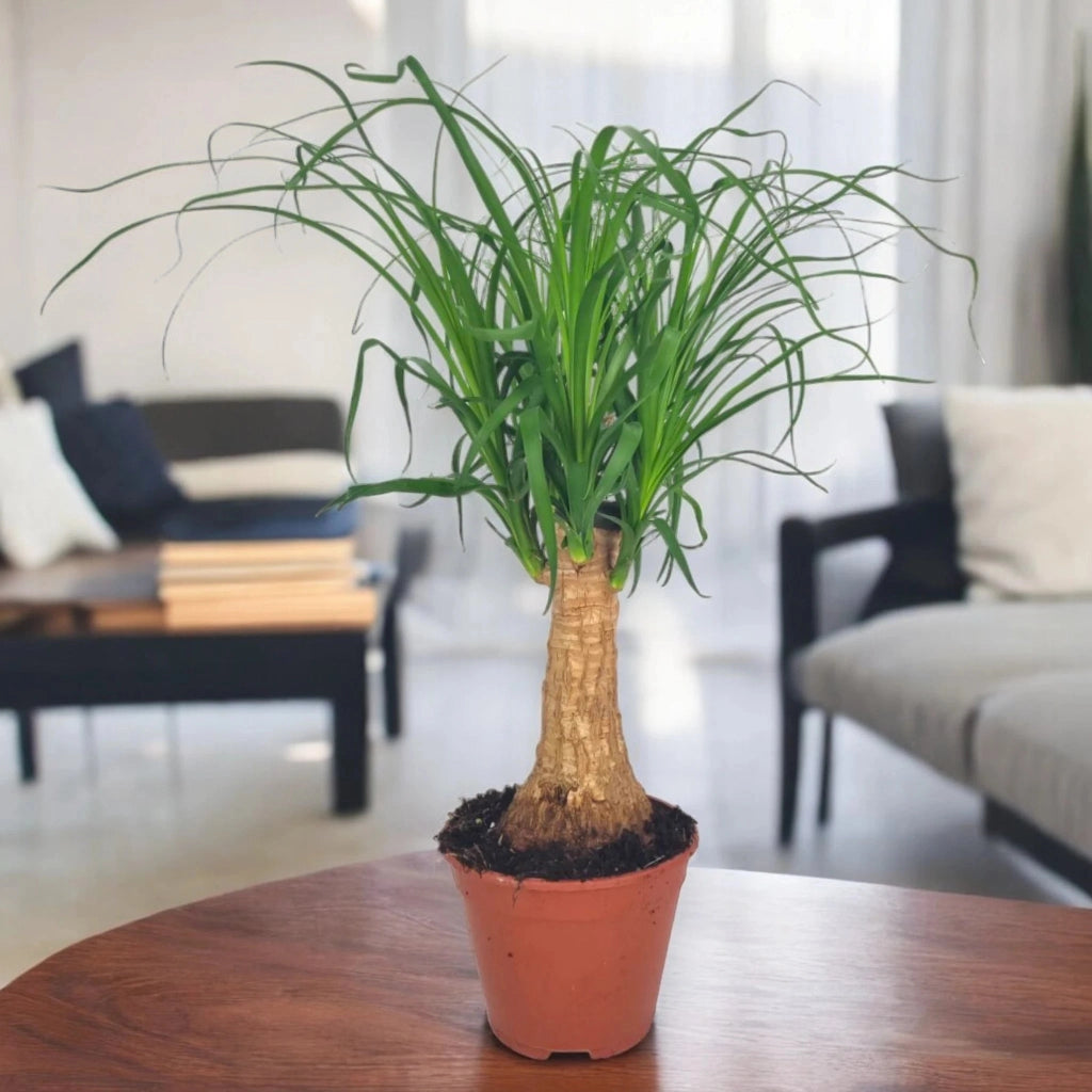 Gardenaria Beaucarnea recurvata (Mangiafumo) - Pianta da interno ornamentale Altezza: 120 cm (vaso 27)
