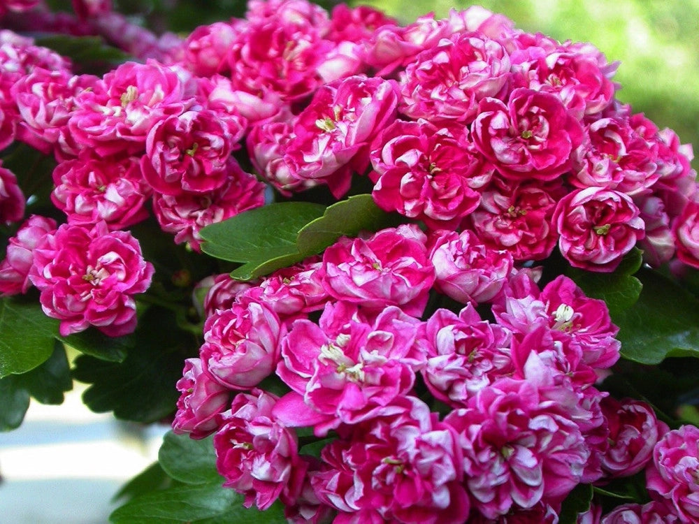 Biancospino Fiore rosa Crataegus Laevigata Rosea FlorePleno h 100 in vaso 18 cm