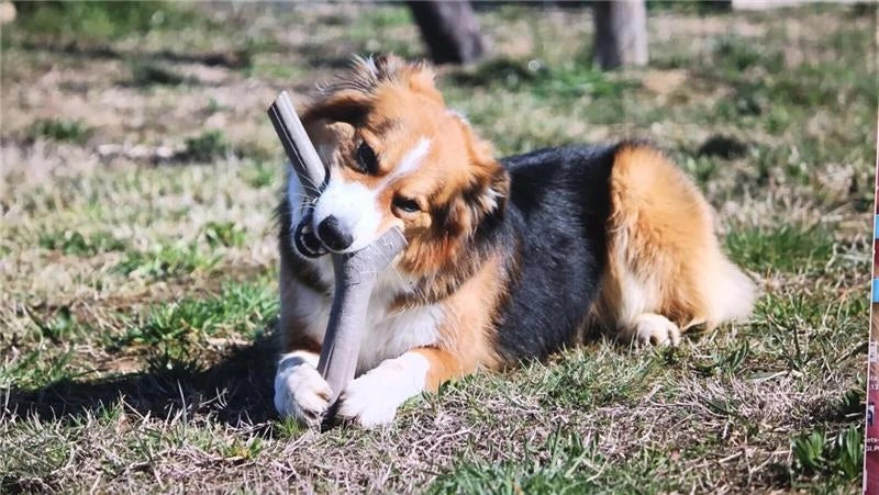 BAMA TUTTO MIO MINI GIOCO PER CANI