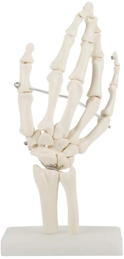 Modello di scheletro articolato - Grande scala - Anatomico - PVC - Liquido per articolazioni - Tessuto colorato - Resistente ai raggi UV