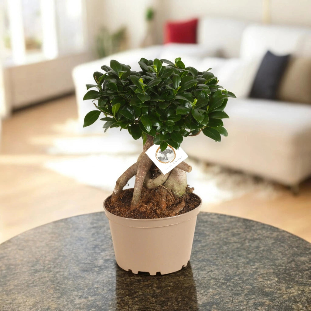 Gardenaria Ficus microcarpa 'Ginseng' bonsai - Pianta da interno ornamentale Altezza: 40 cm (vaso 17)