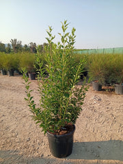 FORSYTHIA X INTERMEDIA WEEK END CESP.40