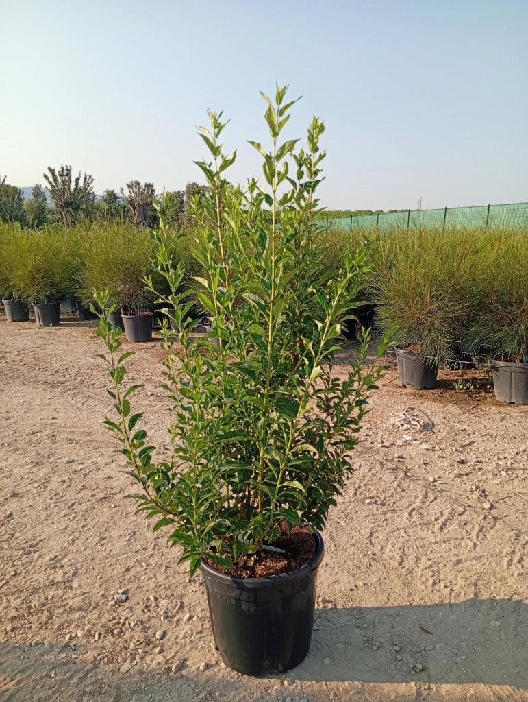 FORSYTHIA X INTERMEDIA WEEK END CESP.40