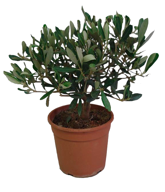 Pianta di OLIVO BONSAI olea Europea OLIVO CIPRESSINO in vaso 16 cm FOTO REALE