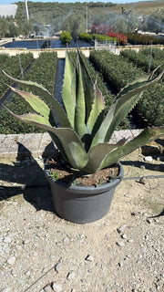 AGAVE SALMIANA VASO 60