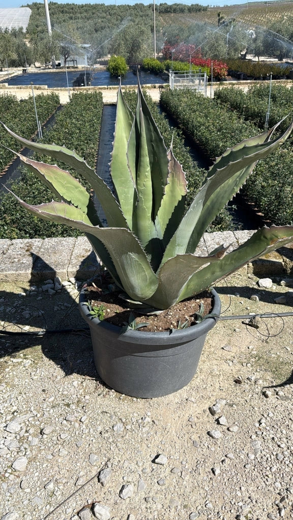 AGAVE SALMIANA VASO 60