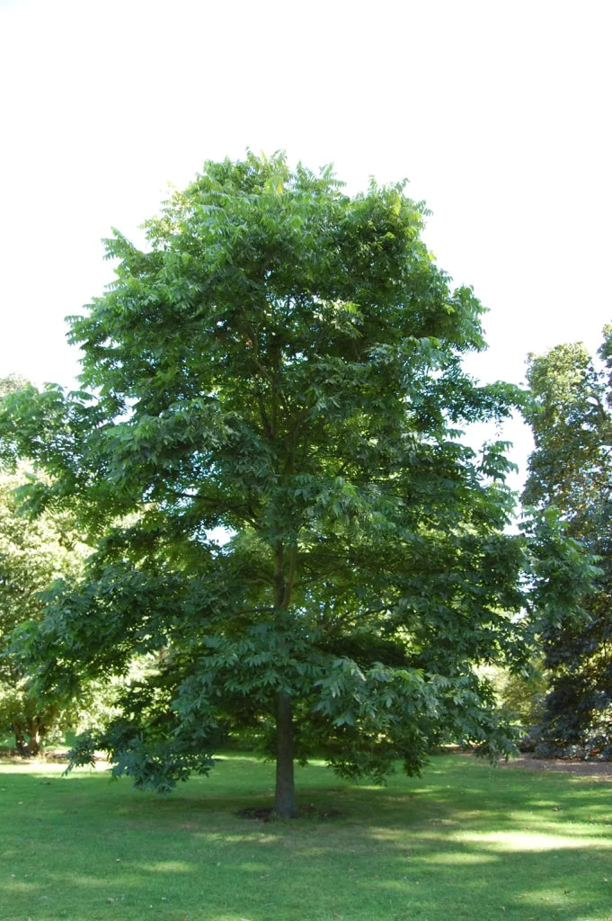 pianta di Carya illinoinensis, (noce pecan)