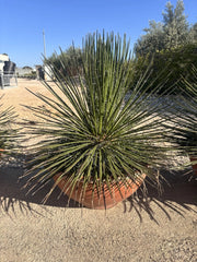 AGAVE GEMINIFLORA CIOTOLA 50