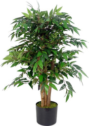 Sarsaparilla con Smilace, 90 cm, Alta Qualità.